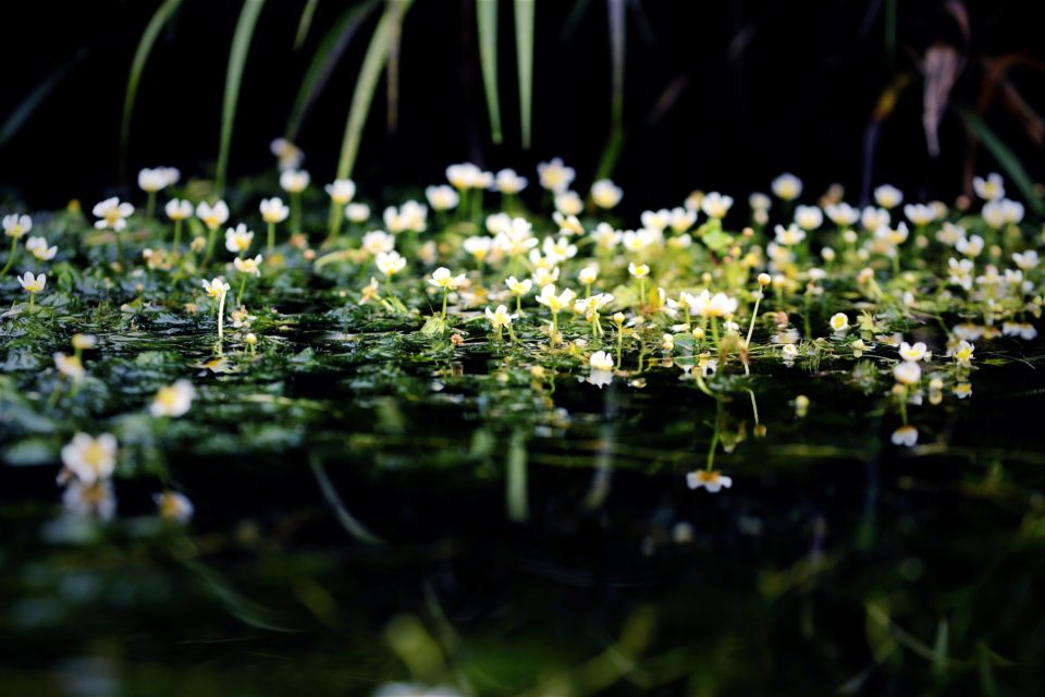 三島梅花藻（ミシマバイカモ） | 三島市観光Web