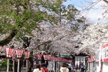 三島市内の桜（2020年 4月2日） | 三島市観光Web