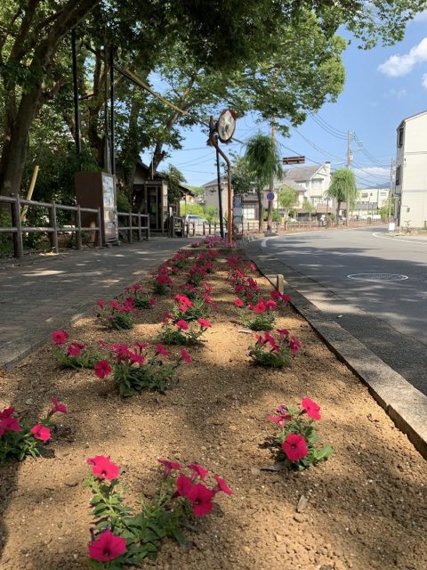 桜川　白滝公園　水辺の文学碑　花壇　みしま花のまちフェア