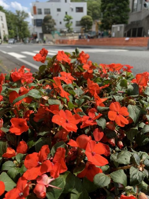 花のまちフェア　花飾り　プランター