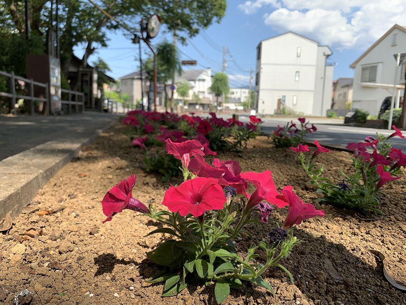 桜川　白滝公園　花壇　