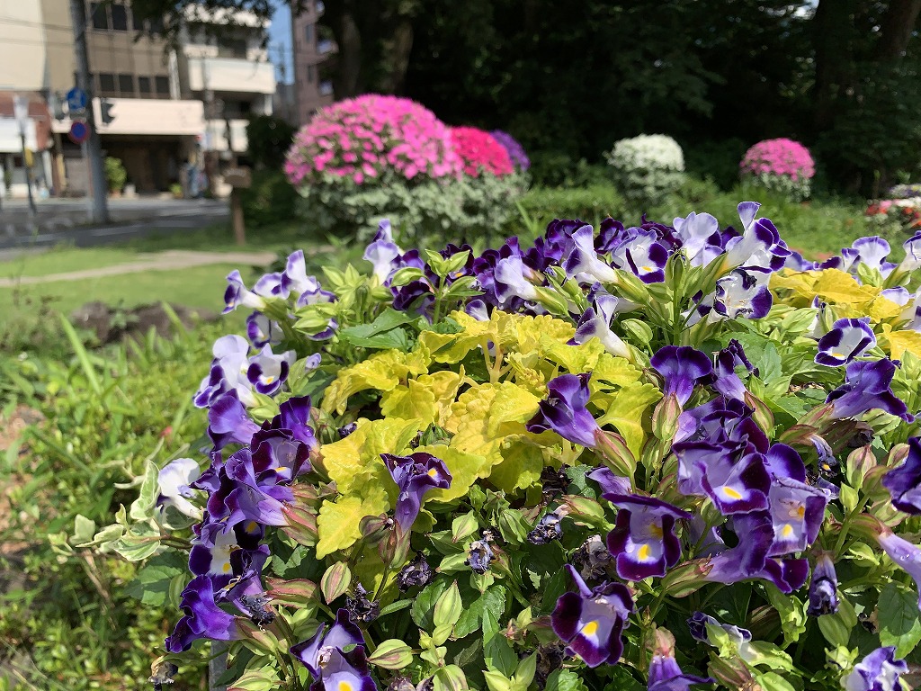 ガーデンシティ（花のまち）三島 ～新緑の季節編・三島市内～ | 三島市  