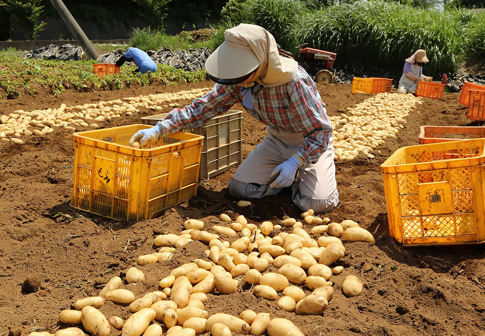 丁寧な作業で生まれる三島馬鈴薯