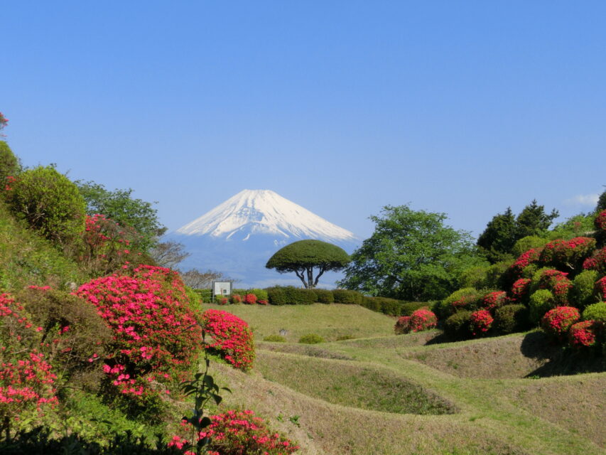 春の山中城跡