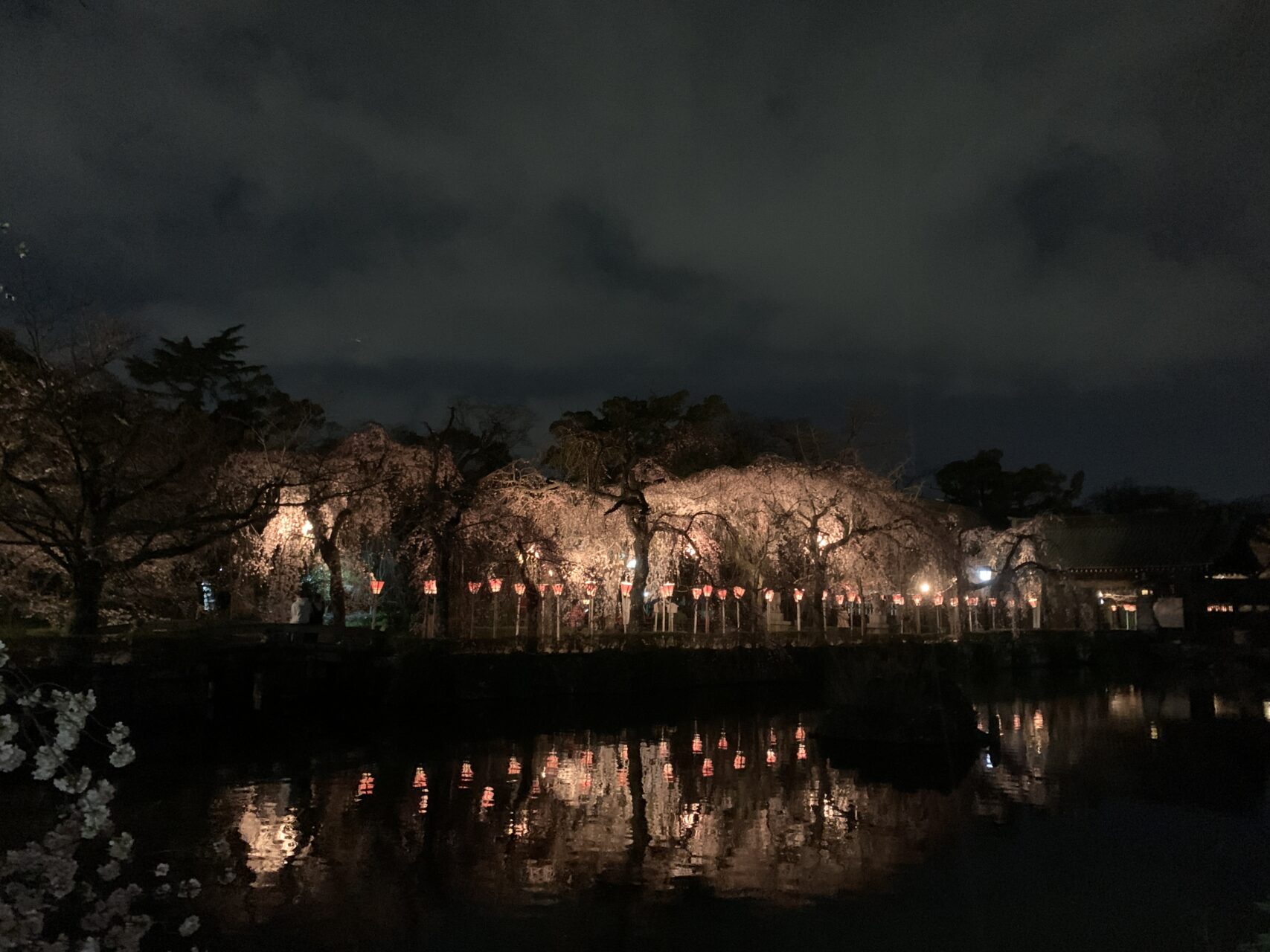三嶋大社　桜