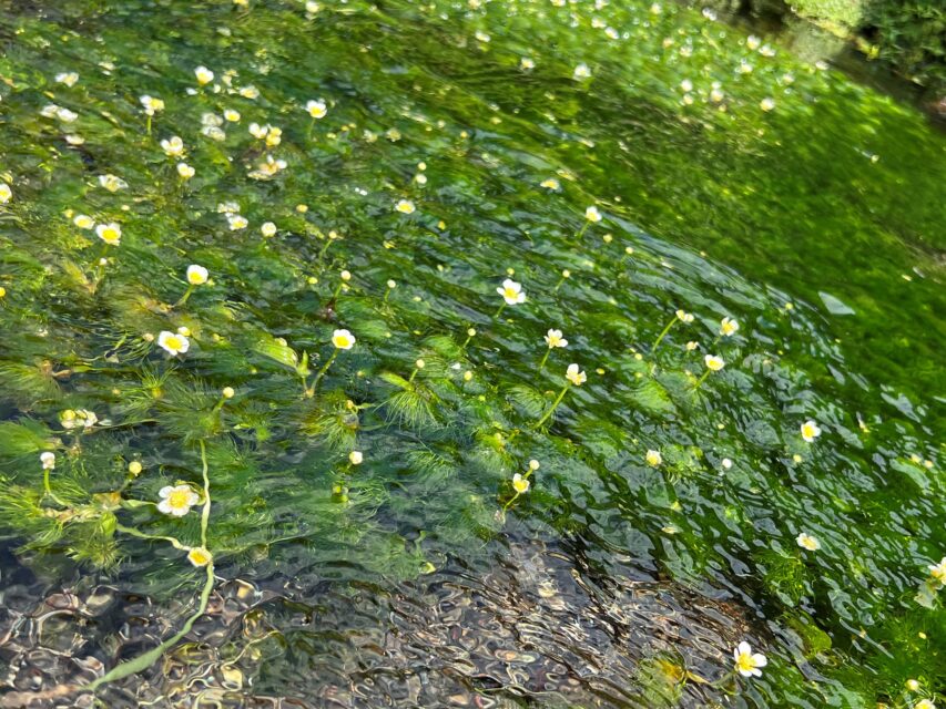 雷井戸の三島梅花藻