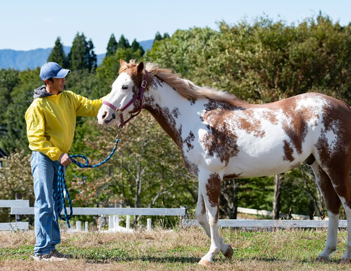 ひるがの高原 牧歌の里
