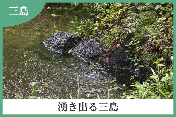 湧き出る三島